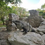 leguaan