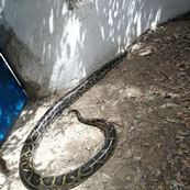 Reptile Farm