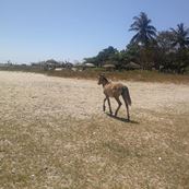 Bakau Beach