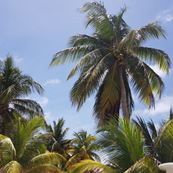 punta allen