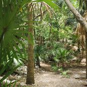 playa del carmen