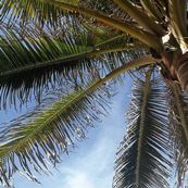 kololi beach