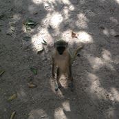 green monkey