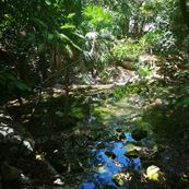 Xaman - Ha Aviary