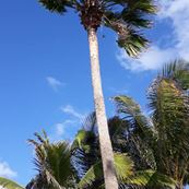 Boa Vista