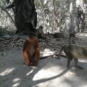 bijilo monkey park