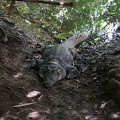 crocodile pool